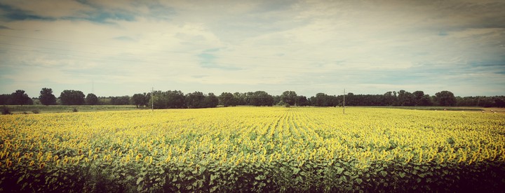 girasoli