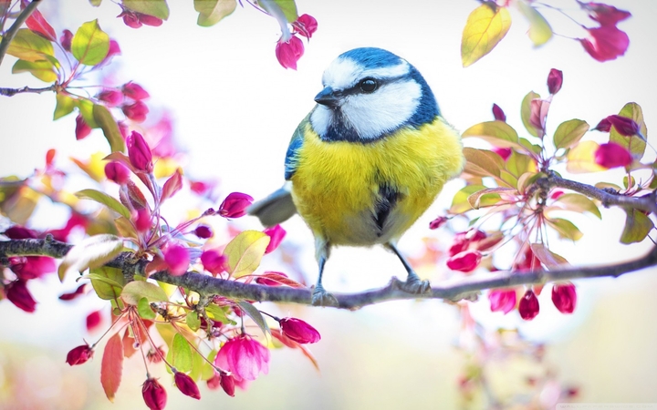 bird