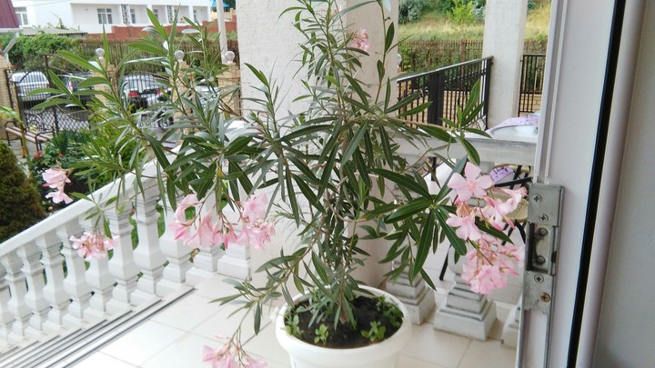 flowers
