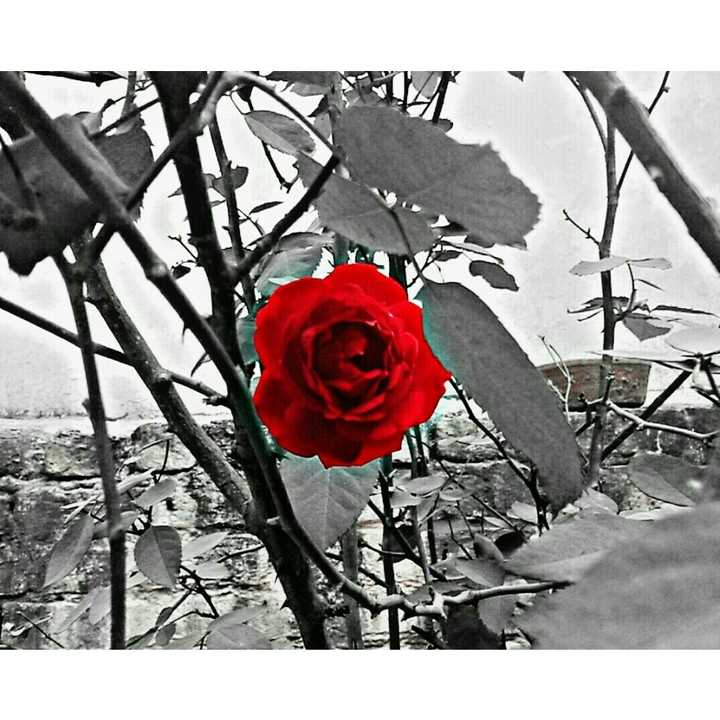 Rose with thorns