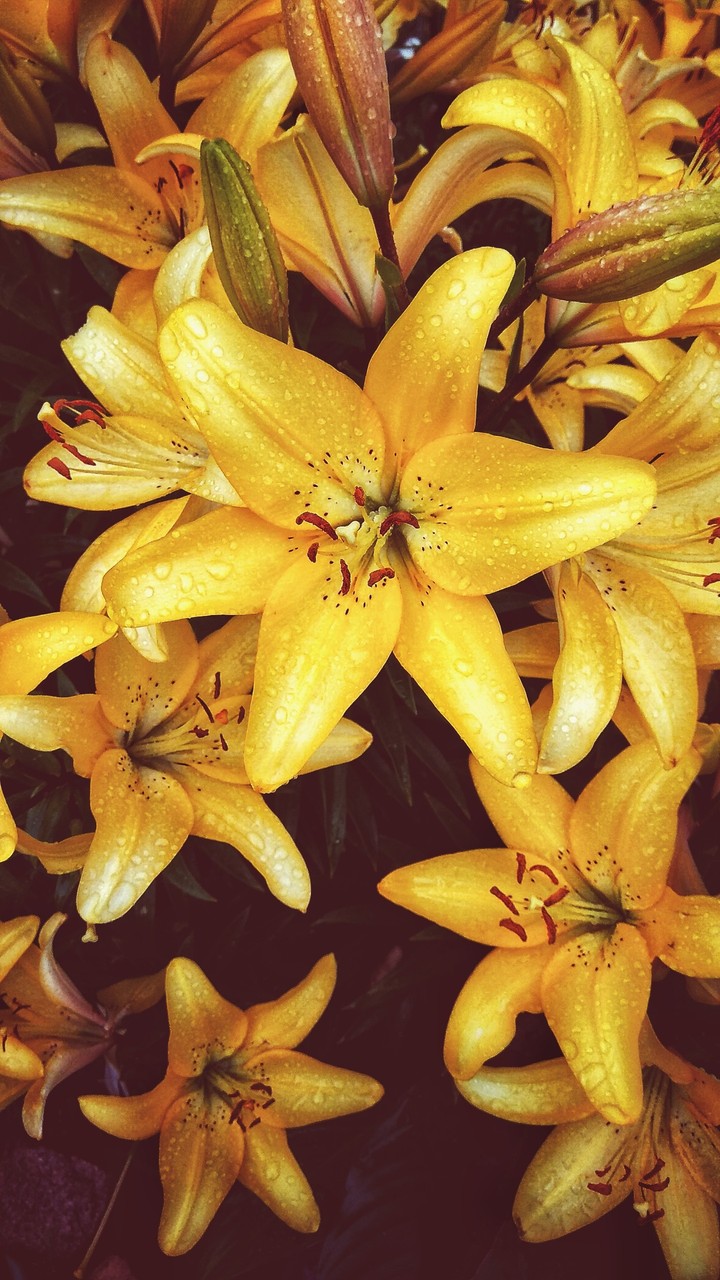 Yellow Flower