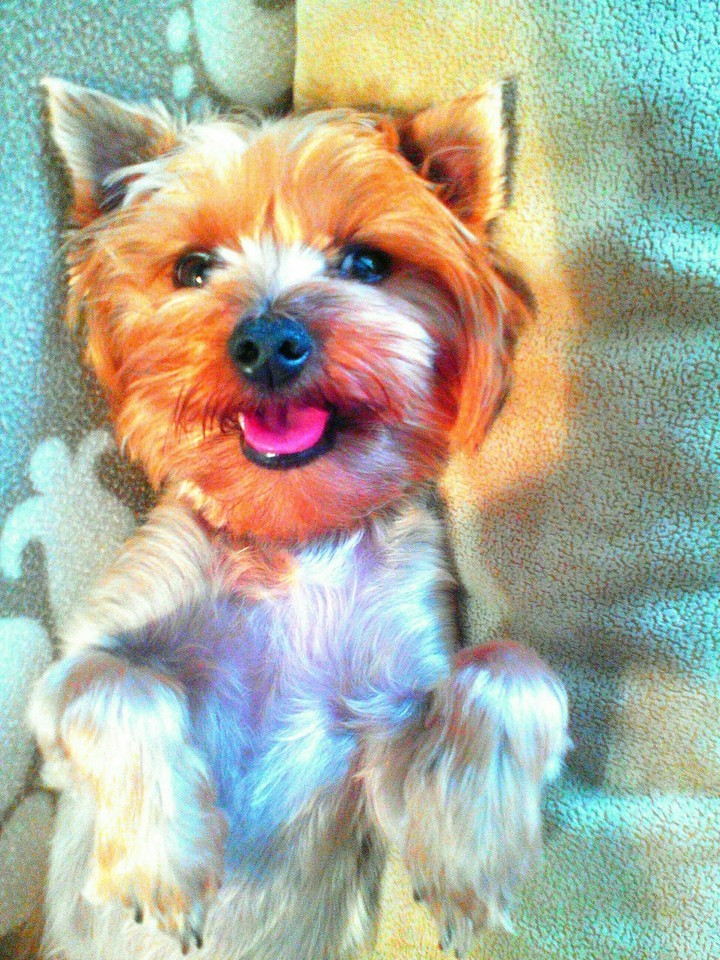 dog