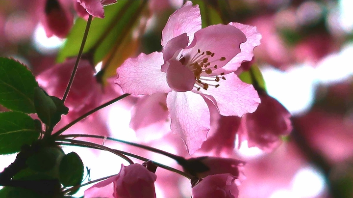 malus micromalus