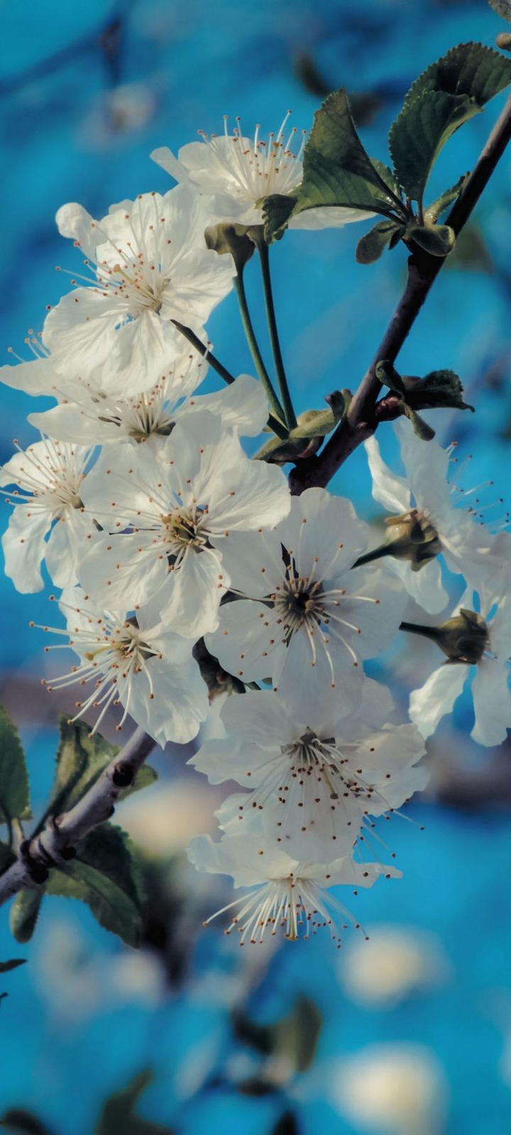 White flowers