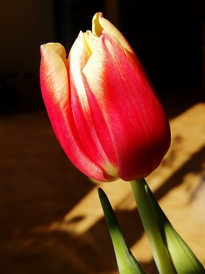 Red Flower