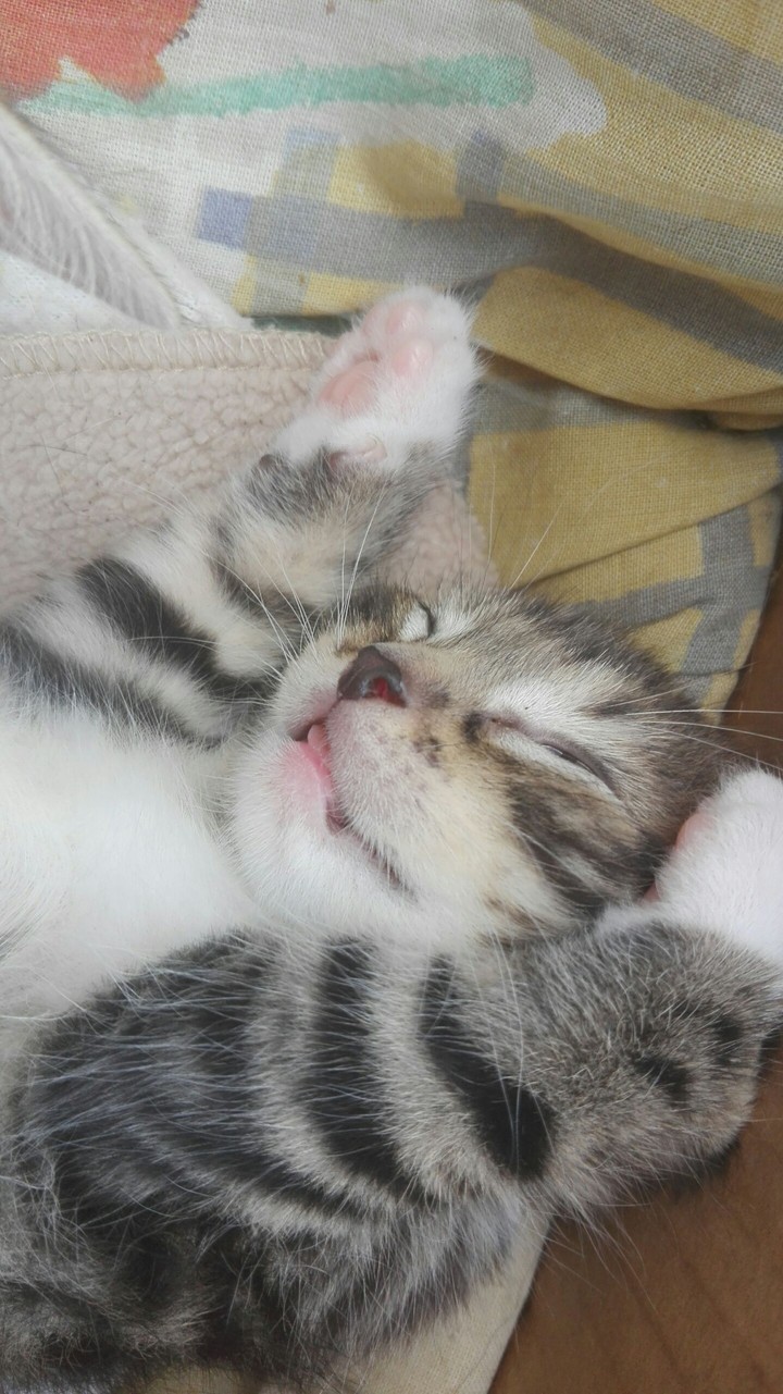 sleep cat