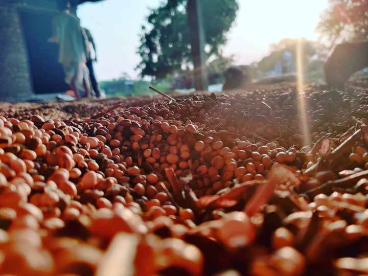 Soyabean