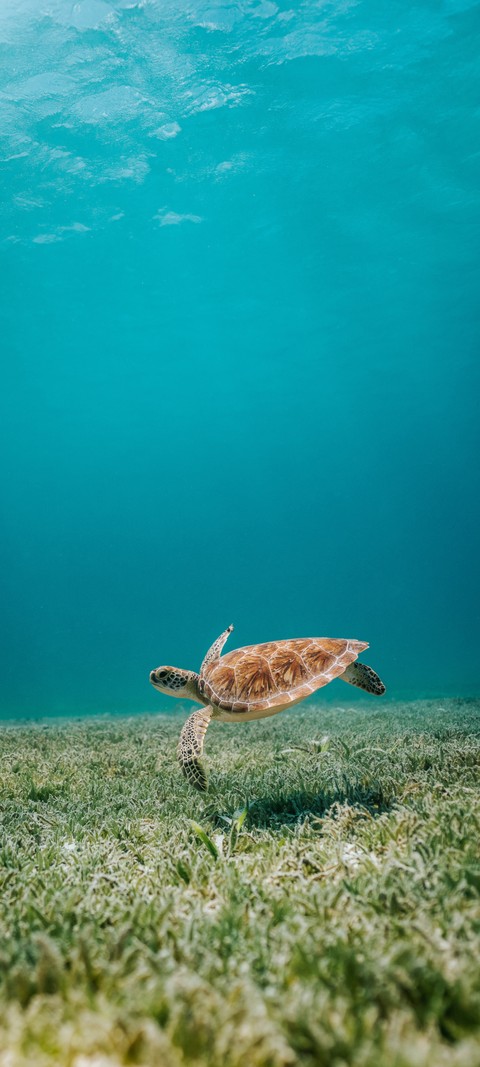 шпалери underwater, sea