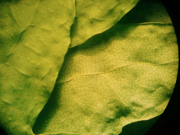 Leaves