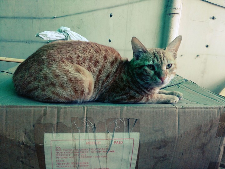 cat