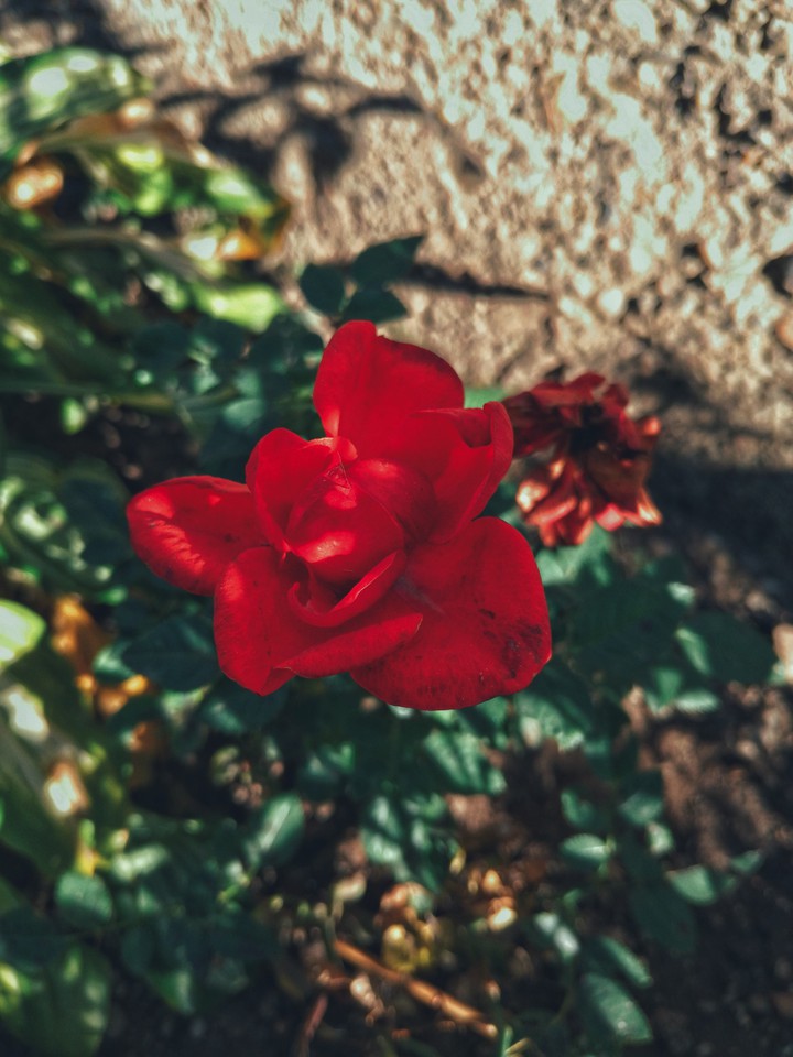 rose