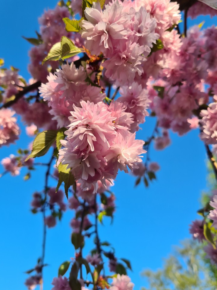 bloom