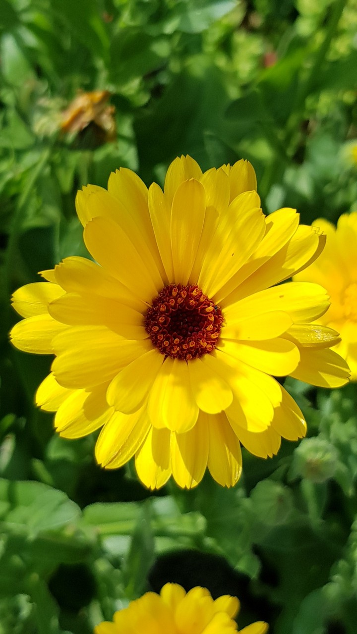 perfect yellow