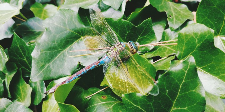 Dragonfly