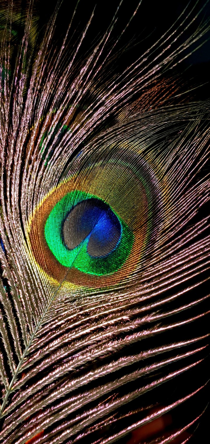Peacock Feathers