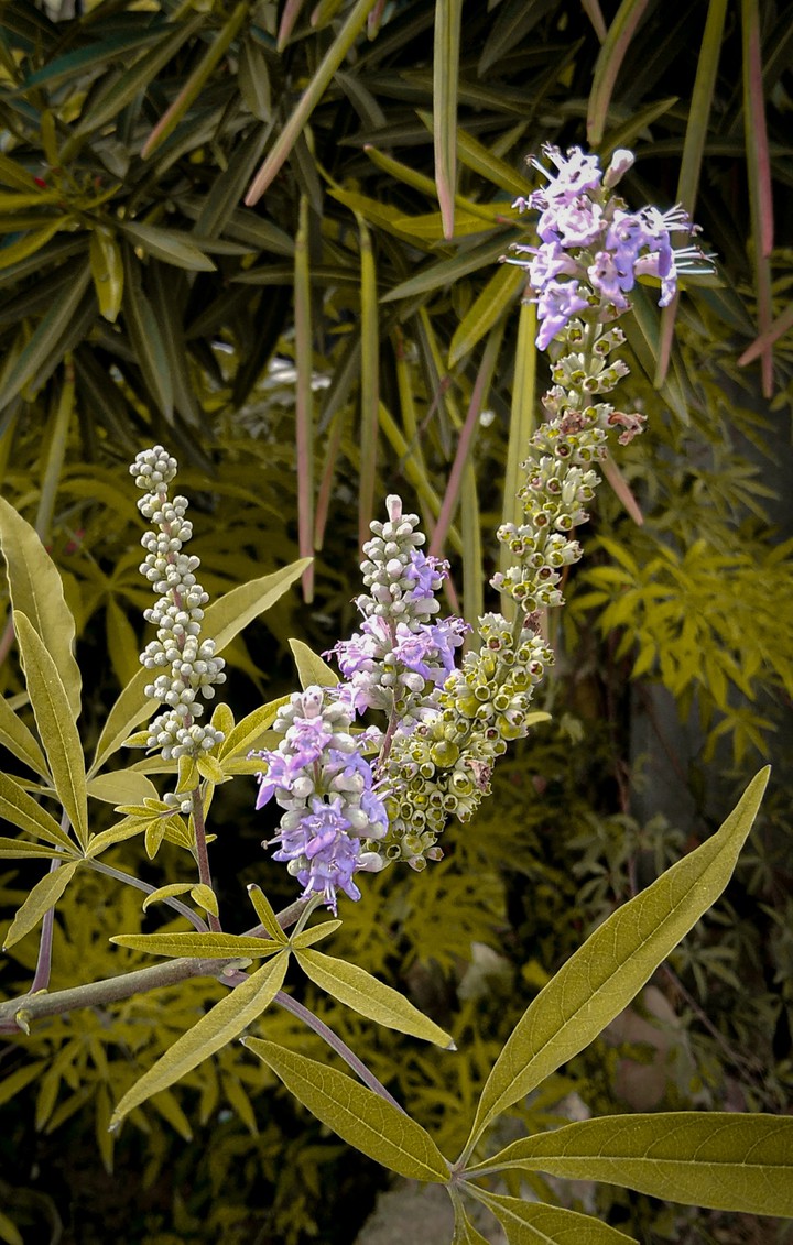 Flor & Semente