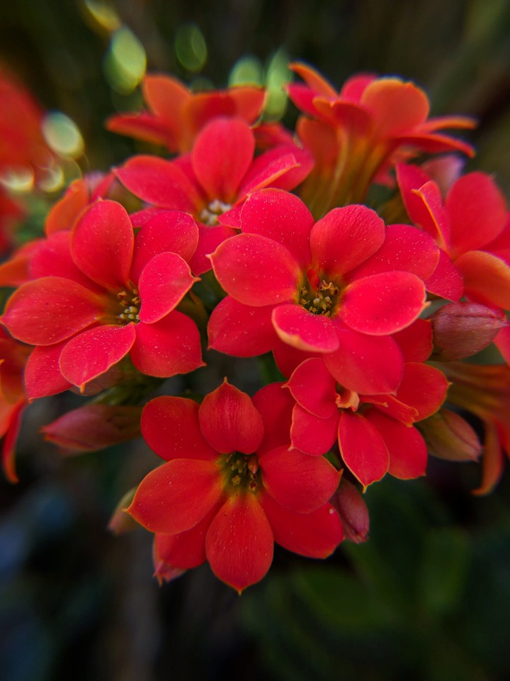 flower❤️