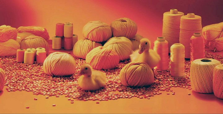animal chicken
