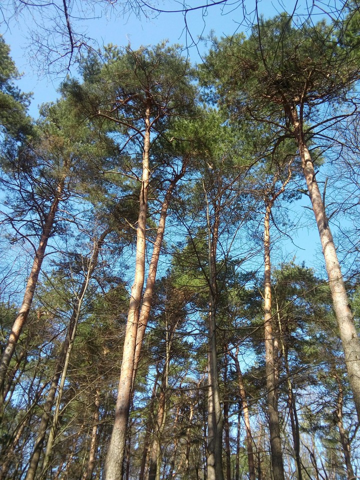 Early spring