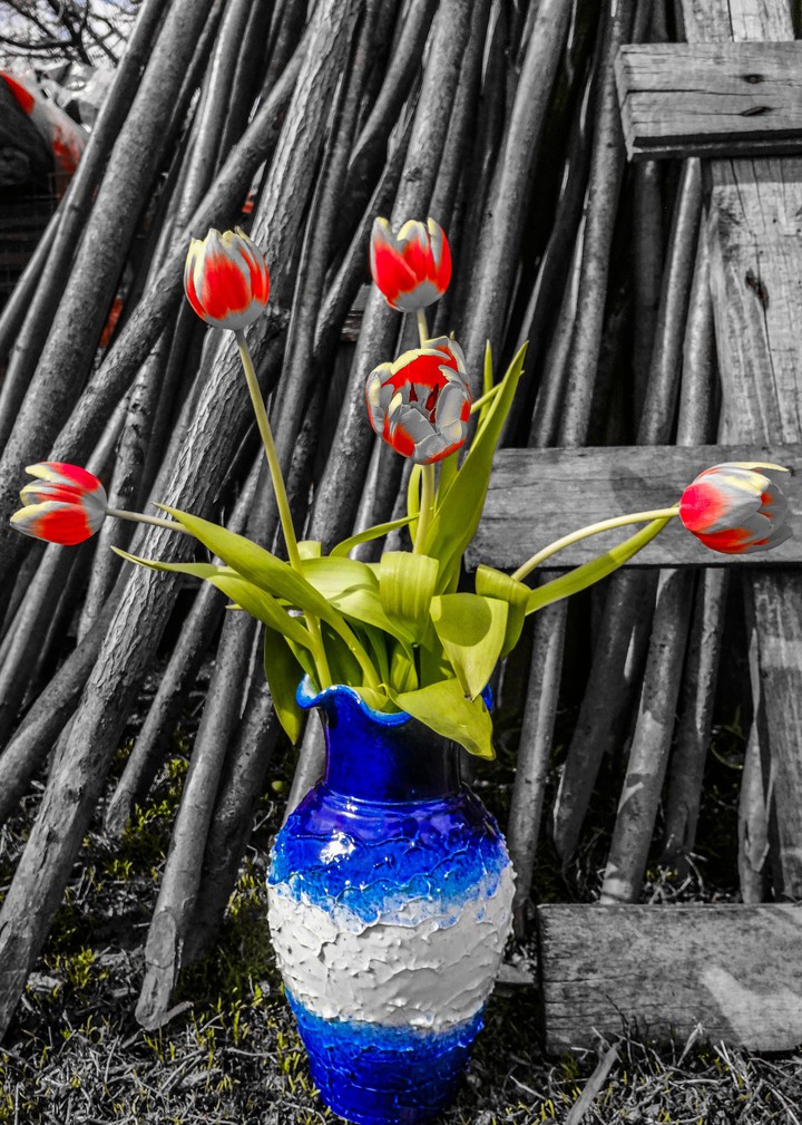 tulips