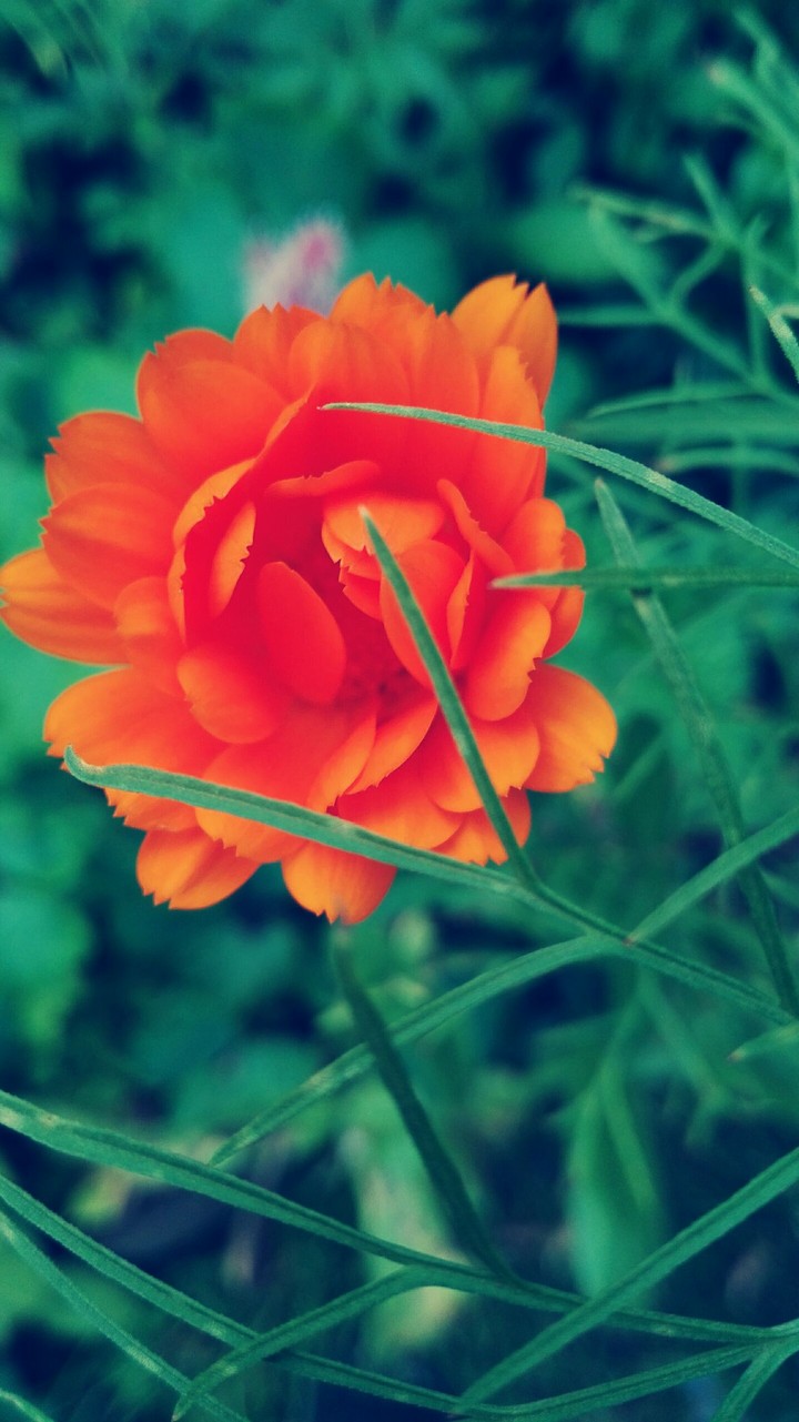 orange