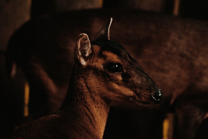 animal