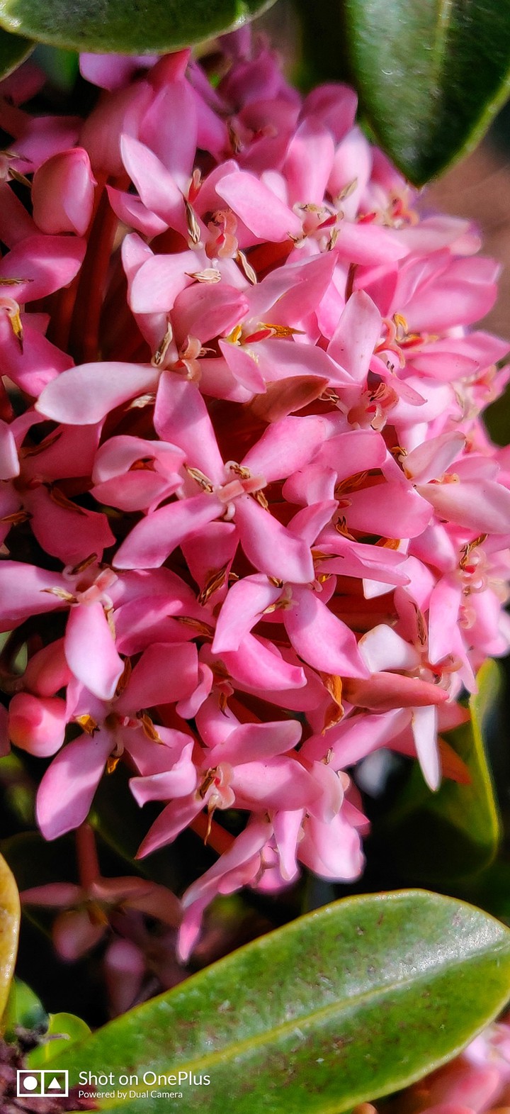 pink flower