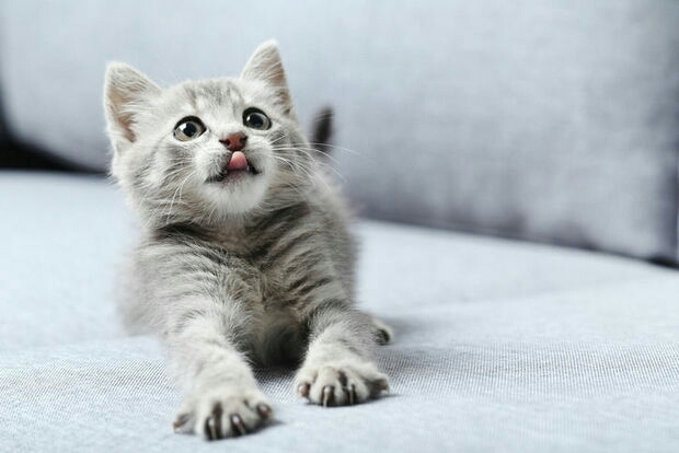 kitten