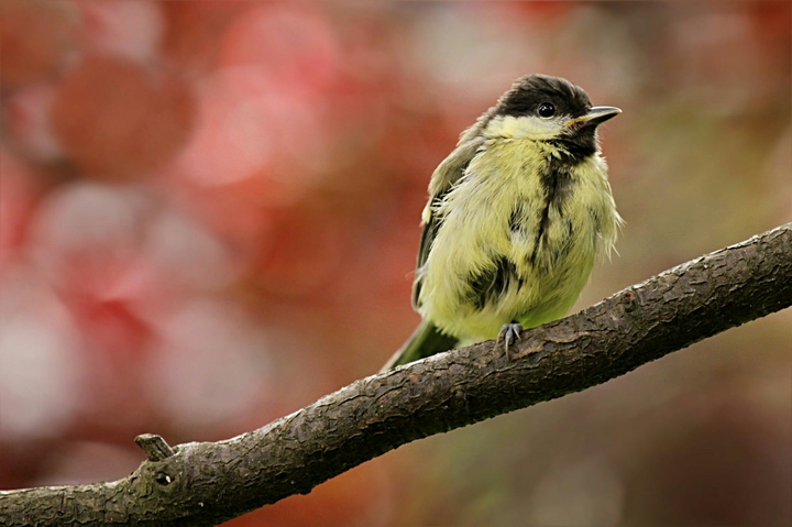 Pretty Bird