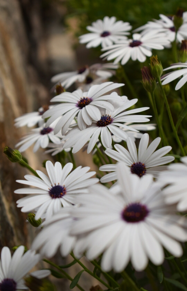 Happy blossoms.