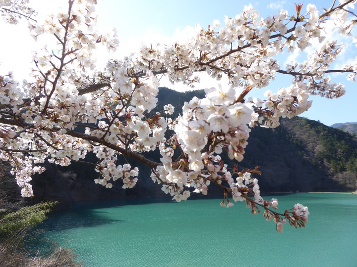 奥多摩湖と桜
