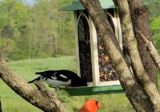 feeding the birds