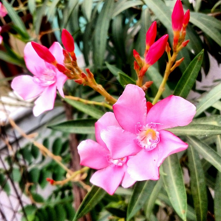 Poisonous plant has beautiful flowers