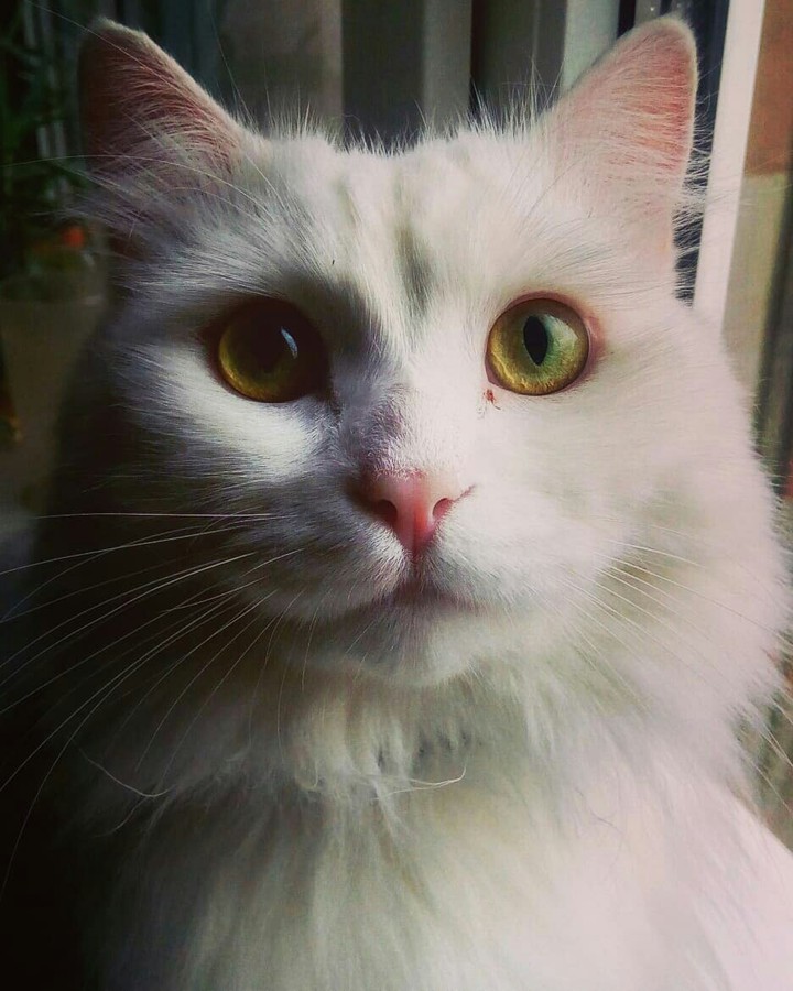 white cat