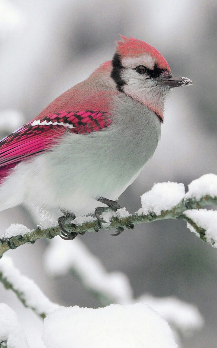 Pink Bird