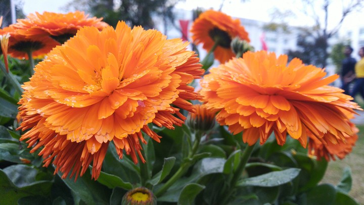 flowers..