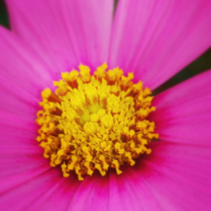 Zinnia
