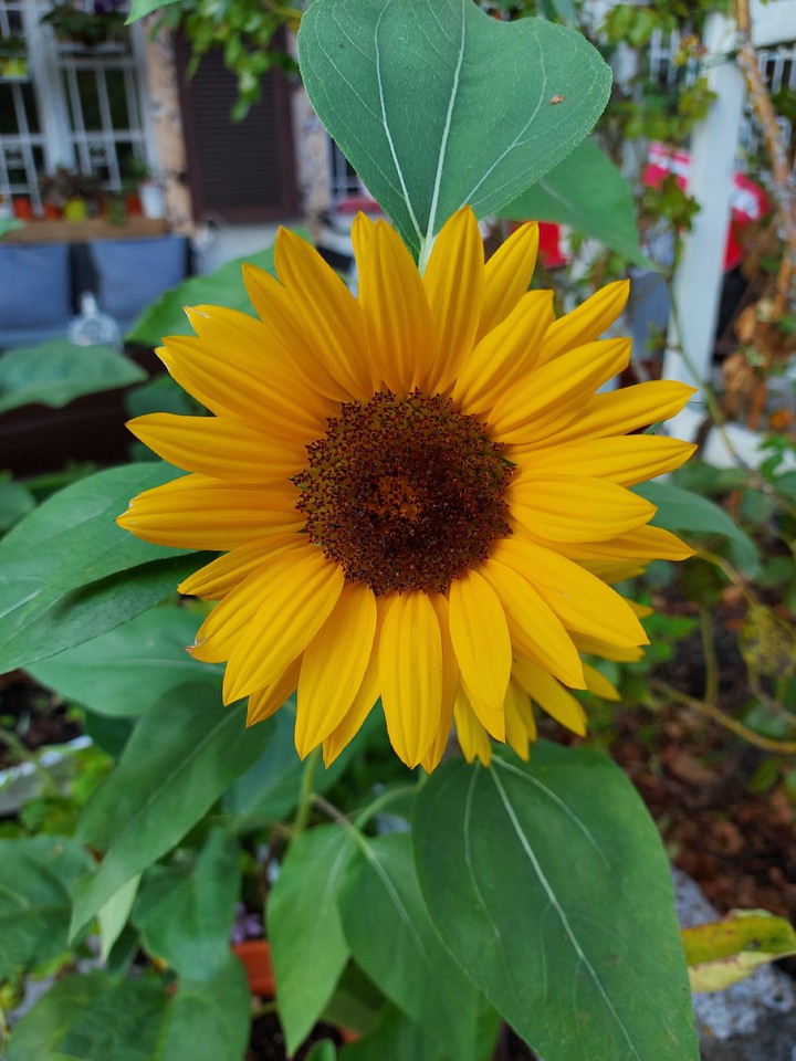 Helianthus annuus