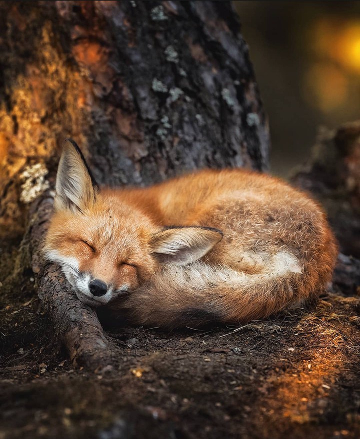 Fox