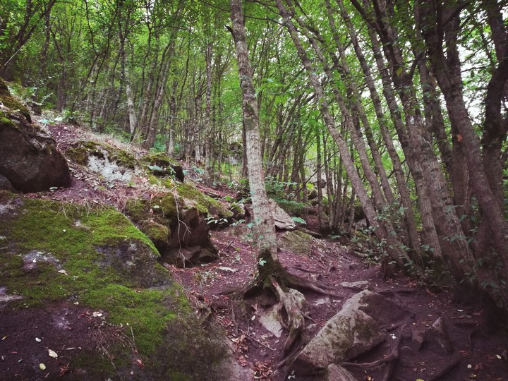 Arazbar Jungle