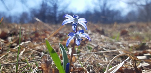 Последний подснежник