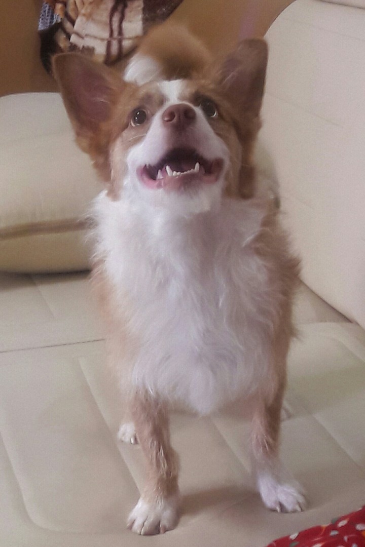 Dog