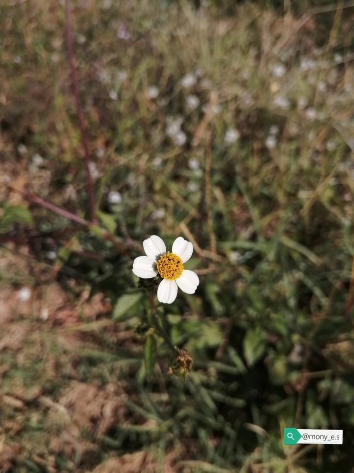 Flor silvestre