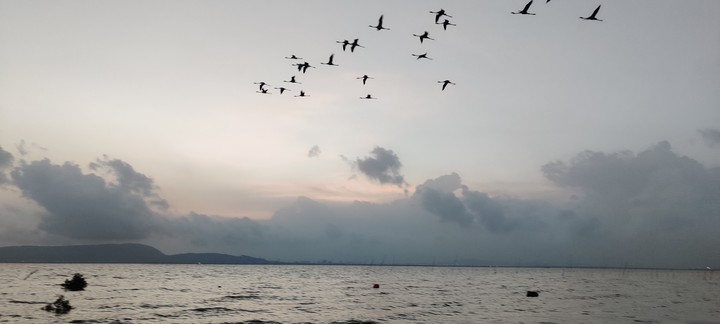 flamingo migration