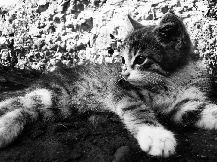 My little Kitty