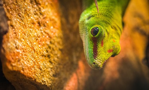 sfondi reptile, plant