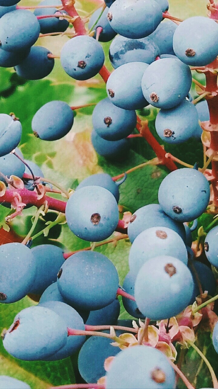 Berryes