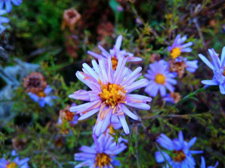 wildflower