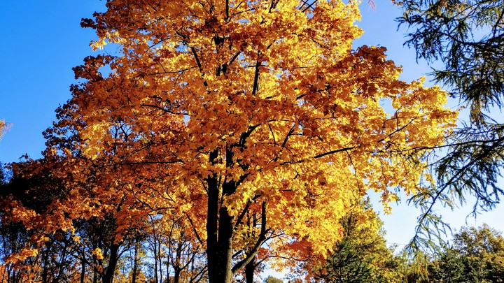 golden tree.