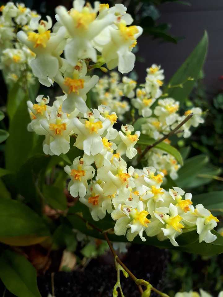 fleurs